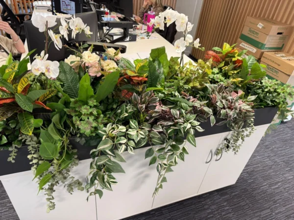 Office plants